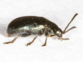 Phratora laticollis